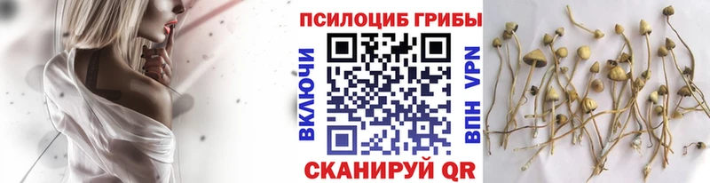 где можно купить наркотик Мурманск Галлюциногенные грибы Psilocybine cubensis